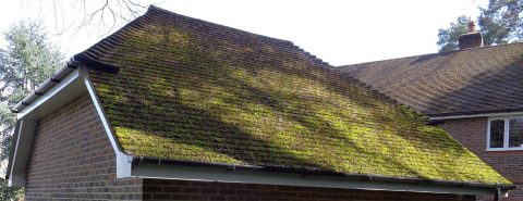Moss Removal in Kent & East Sussex