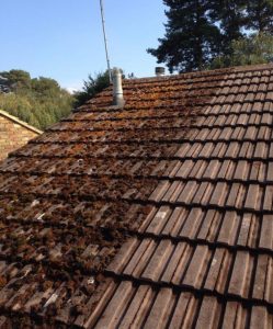 Kent & East Sussex moss removal specialists near me